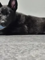 processed/6f81f9e4-1b62-4614-8966-5a24c7c8c0dc/listing/6ec105c5-60e8-4b29-a2ae-5281be4b5d4e/f5cab16d-9b65-4ea8-9087-fda7e6972f95