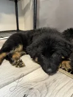 Lily, a female German Shepherd Dog for sale in Winston-Salem, NC – 2 of 4