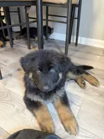 Lily, a female German Shepherd Dog for sale in Winston-Salem, NC – 4 of 4