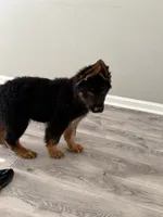 Walker Texas Ranger, a male German Shepherd Dog for sale in Winston-Salem, NC – 2 of 6