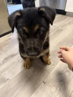 Rebel, a male German Shepherd Dog for sale in Winston-Salem, NC – 3 of 3