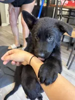 Princess, a female German Shepherd Dog for sale in Winston-Salem, NC – 3 of 5