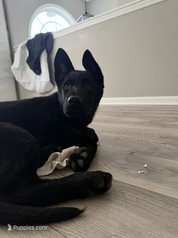 Princess – German Shepherd Dog puppy for sale in Winston-Salem, NC