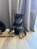 Ottis, a male German Shepherd Dog for sale in Winston-Salem, NC – 3 of 3