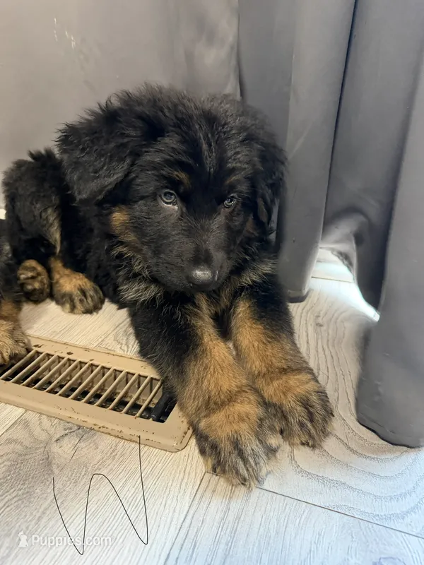 Walker Texas Ranger – German Shepherd Dog puppy for sale in Winston-Salem, NC