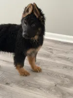 Walker Texas Ranger, a male German Shepherd Dog for sale in Winston-Salem, NC – 3 of 6