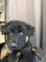 Walker Texas Ranger, a male German Shepherd Dog for sale in Winston-Salem, NC – 3 of 3