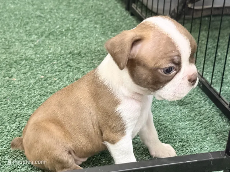 Penny – Boston Terrier puppy for sale in Fremont, MO