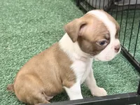 Penny, a female Boston Terrier for sale in Fremont, MO – 1 of 5