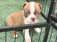 Penny, a female Boston Terrier for sale in Fremont, MO – 3 of 5
