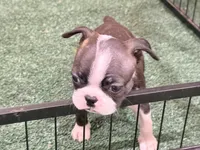 Pebbles , a female Boston Terrier for sale in Fremont, MO – 1 of 3