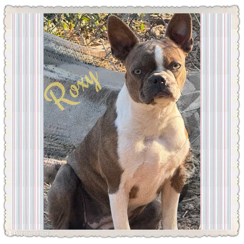 Roxy, a female Boston Terrier for sale in Fremont, MO – Photo 1 of 4