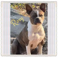 Roxy, a female Boston Terrier for sale in Fremont, MO – Photo 1 of 4