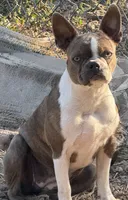 Roxy, a female Boston Terrier for sale in Fremont, MO – Photo 2 of 4