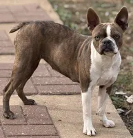 Roxy, a female Boston Terrier for sale in Fremont, MO – Photo 4 of 4