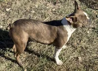 Roxy, a female Boston Terrier for sale in Fremont, MO – Photo 3 of 4