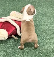 Piper, a female Boston Terrier for sale in Fremont, MO – 2 of 5