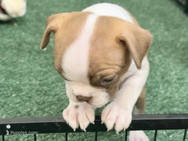 Pumpkin  – Boston Terrier puppy for sale in Fremont, MO