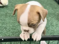 Pumpkin , a female Boston Terrier for sale in Fremont, MO – 1 of 2