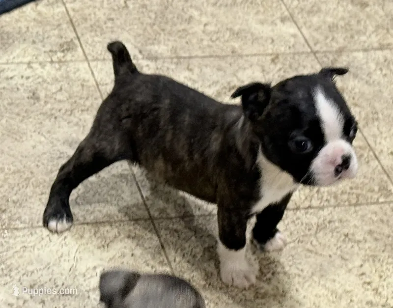 Mac – Boston Terrier puppy for sale in Fremont, MO