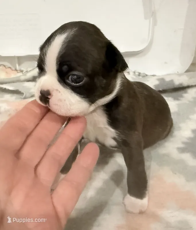 Buttons – Boston Terrier puppy for sale in Fremont, MO