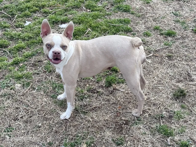 Sugar – Boston Terrier puppy for sale in Fremont, MO
