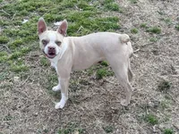 Sugar, a female Boston Terrier for sale in Fremont, MO – 1 of 1