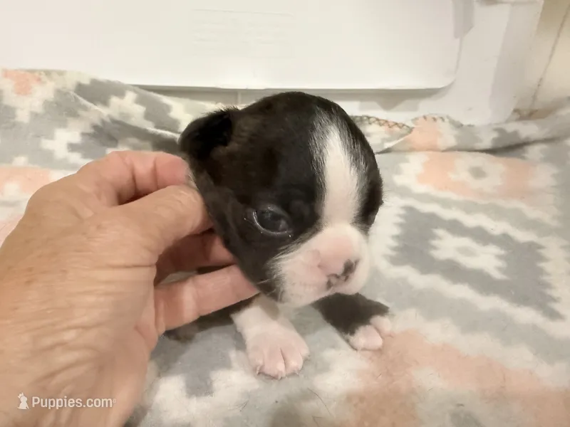Mac – Boston Terrier puppy for sale in Fremont, MO