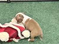 Piper, a female Boston Terrier for sale in Fremont, MO – 4 of 5