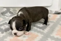 Buttons, a female Boston Terrier for sale in Fremont, MO – 2 of 3