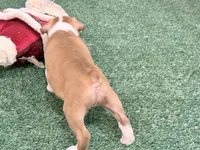 Pumpkin , a female Boston Terrier for sale in Fremont, MO – 2 of 2
