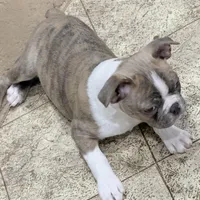 Betty, a female Boston Terrier for sale in Fremont, MO – Photo 1 of 3