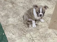 Betty, a female Boston Terrier for sale in Fremont, MO – Photo 2 of 3