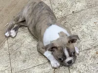 Betty, a female Boston Terrier for sale in Fremont, MO – Photo 3 of 3