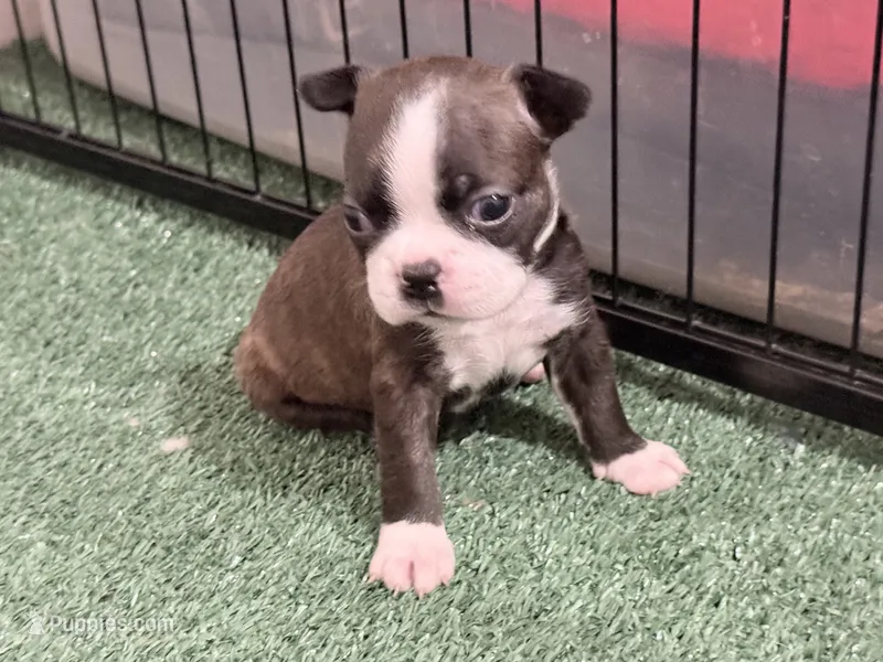 Buttons – Boston Terrier puppy for sale in Fremont, MO