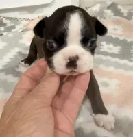 Buttons, a female Boston Terrier for sale in Fremont, MO – 3 of 3