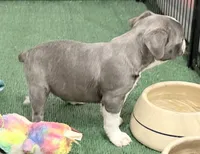 Bluey, a male Boston Terrier for sale in Fremont, MO – Photo 7 of 8