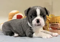 Bluey, a male Boston Terrier for sale in Fremont, MO – Photo 3 of 8