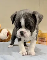 Bluey, a male Boston Terrier for sale in Fremont, MO – Photo 5 of 8