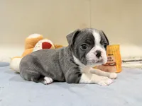 Bluey, a male Boston Terrier for sale in Fremont, MO – Photo 6 of 8