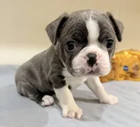 Bluey, a male Boston Terrier for sale in Fremont, MO – Photo 2 of 8