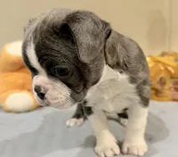 Bluey, a male Boston Terrier for sale in Fremont, MO – Photo 4 of 8