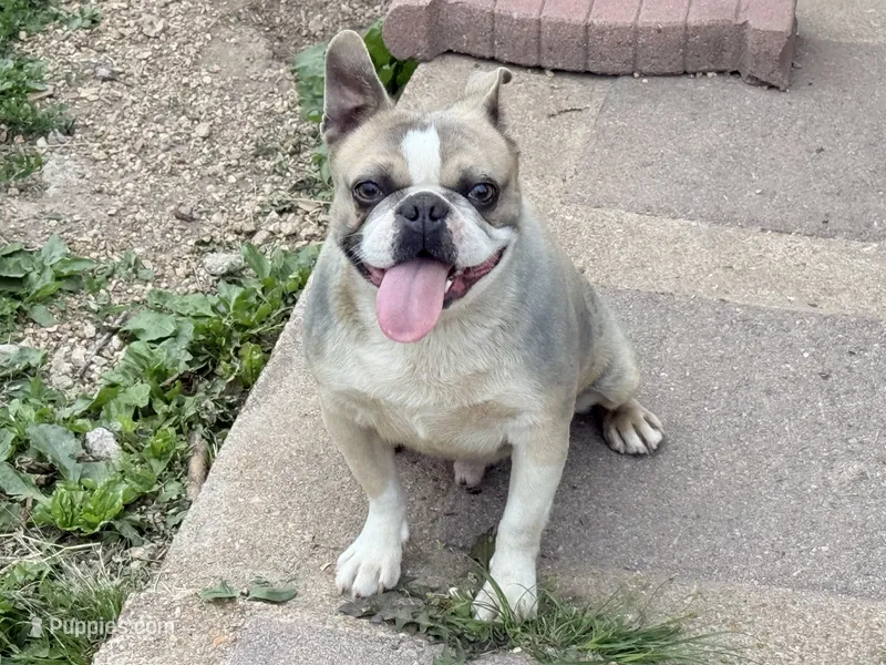 Fatboy  – Boston Terrier puppy for sale in Fremont, MO
