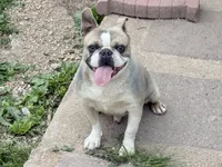 Fatboy , a male Boston Terrier for sale in Fremont, MO – 1 of 2