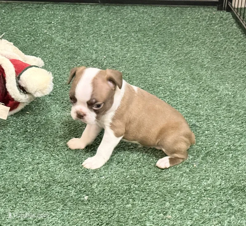 Piper – Boston Terrier puppy for sale in Fremont, MO