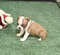 Piper, a female Boston Terrier for sale in Fremont, MO – 1 of 5