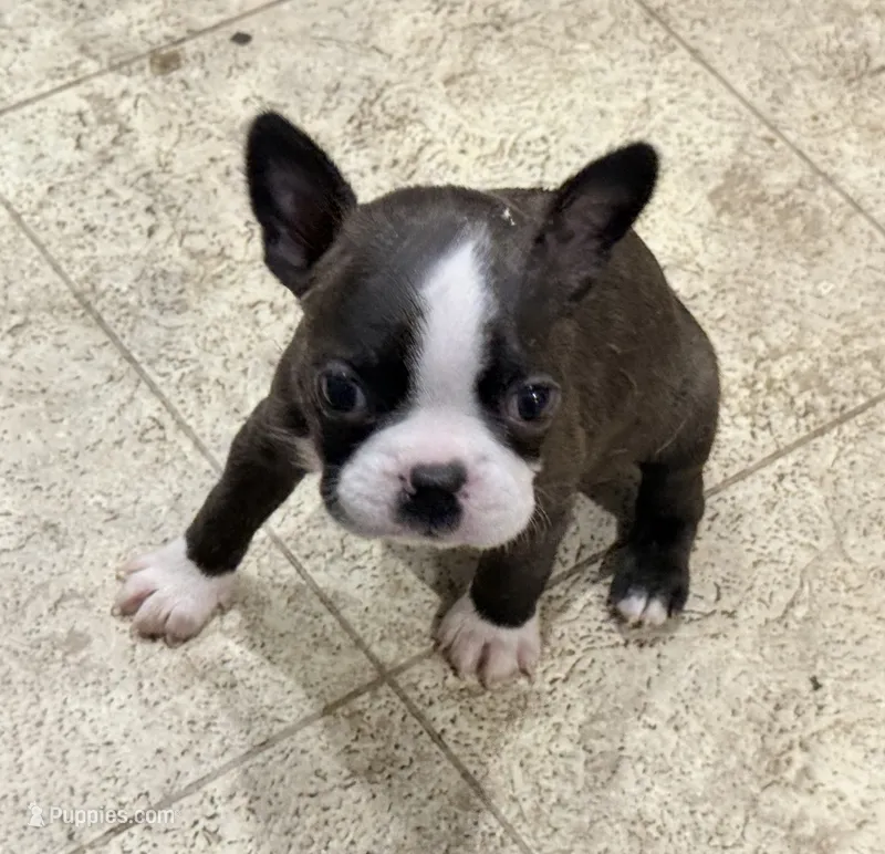 Buttons – Boston Terrier puppy for sale in Fremont, MO