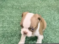 Piper, a female Boston Terrier for sale in Fremont, MO – 5 of 5