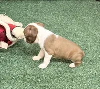 Piper, a female Boston Terrier for sale in Fremont, MO – 3 of 5
