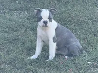 Josie, a female Boston Terrier for sale in Fremont, MO – Photo 2 of 2